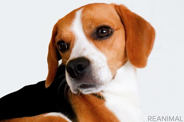 イギリスとアメリカの愛犬事情 フレブル人気沸騰でケンネルクラブが懸念を表明 7枚目の写真 画像 動物のリアルを伝えるwebメディア Reanimal