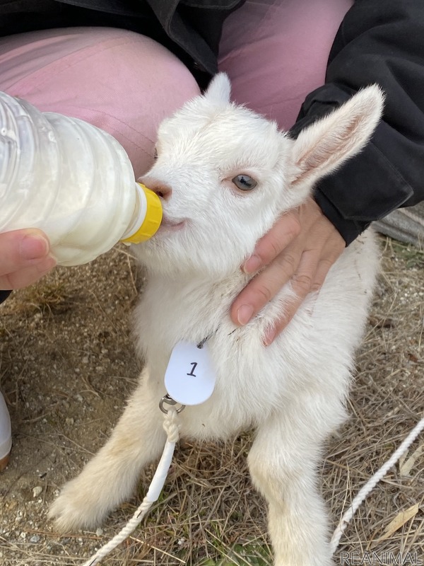 Mon ヤギが人間に与える影響について調査 ストレス軽減効果に期待 動物のリアルを伝えるwebメディア Reanimal