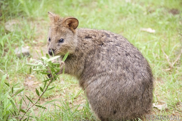 クオッカはマイペースで食いしん坊 いよいよ一般公開へ 埼玉県こども動物自然公園 7月1日から 動物 のリアルを伝えるwebメディア Reanimal