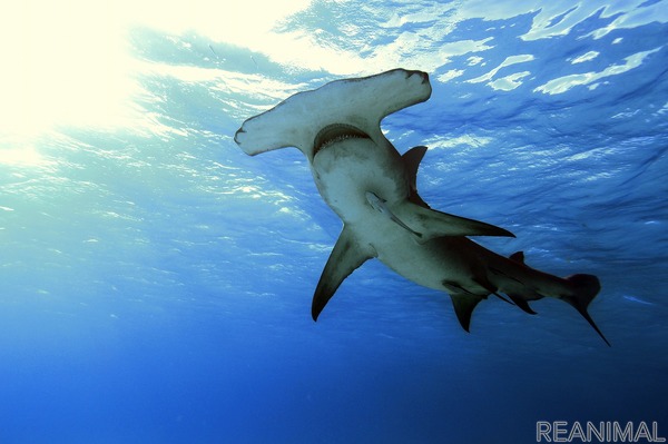 ナショナル ジオグラフィック サメのドキュメンタリー番組特集 シャーク マンス を放送 7月9日22時から 3枚目の写真 画像 動物の リアルを伝えるwebメディア Reanimal