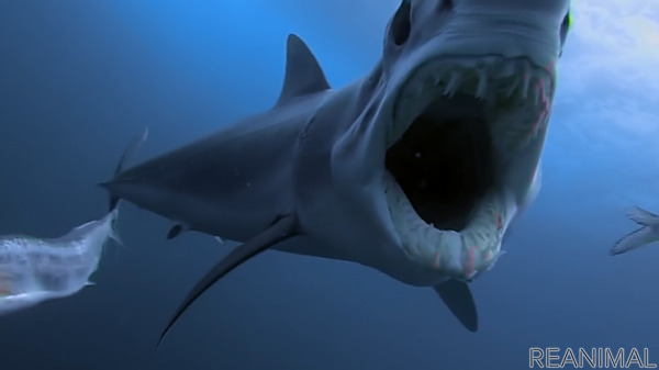 ナショナル ジオグラフィック サメのドキュメンタリー番組特集 シャーク マンス を放送 7月9日22時から 2枚目の写真 画像 動物の リアルを伝えるwebメディア Reanimal