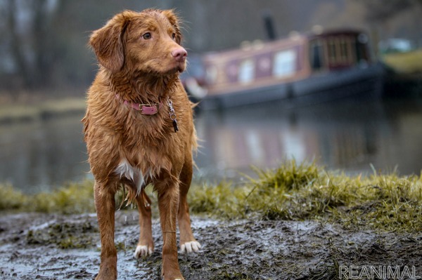 お散歩好きな愛犬のために 雨の日のお散歩はここに気を付けよう 動物のリアルを伝えるwebメディア Reanimal