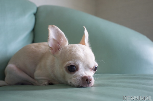 愛犬のスキンケア 犬の皮膚と被毛の特徴に合わせて正しいケアを 6枚目の写真 画像 動物のリアルを伝えるwebメディア Reanimal