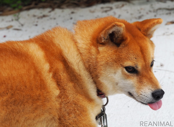 柴犬キュウの物語 Vol 3 お散歩大好き 他の動物たちにも興味津々 動物のリアルを伝えるwebメディア Reanimal