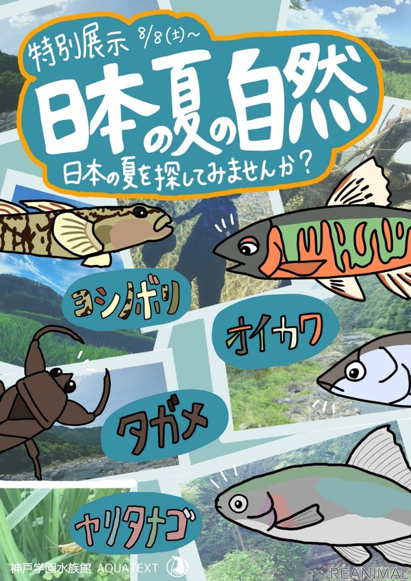神戸動植物環境専門学校 付属水族館で特別企画展 日本の夏の自然 を開催 8月8日 2枚目の写真 画像 動物のリアルを伝えるwebメディア Reanimal