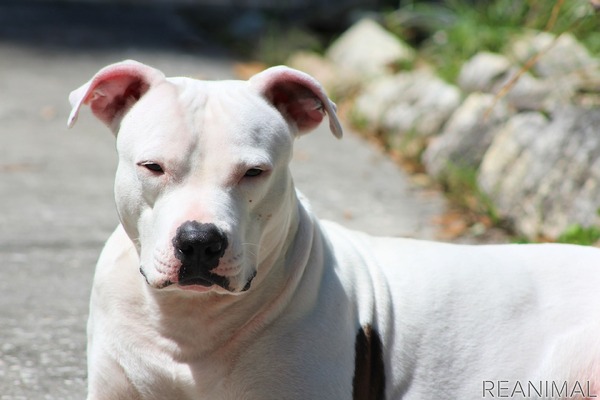 危険な犬種 は存在するか Vol 3 特定犬種を規制する法律の問題点 2枚目の写真 画像 動物のリアルを伝えるwebメディア Reanimal