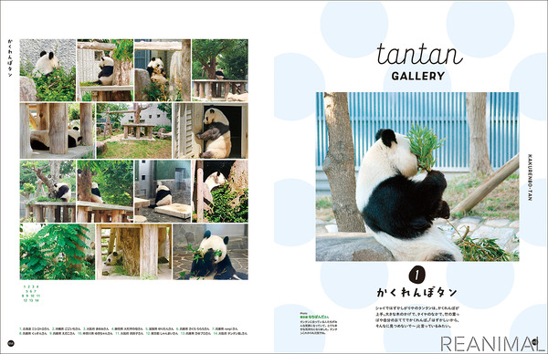 フェリシモ 写真集 神戸市立王子動物園のシャイなパンダ タンタン の予約受付開始 5枚目の写真 画像 動物のリアルを伝えるwebメディア Reanimal