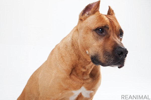 危険な犬種 は存在するか Vol 5 犬の場合は種類よりも血筋が重要 専門家に聞く 2枚目の写真 画像 動物のリアルを伝えるwebメディア Reanimal