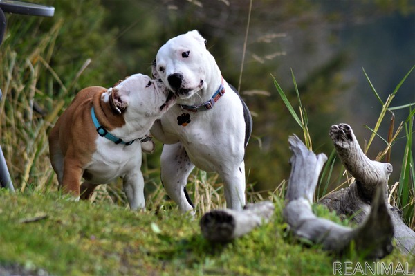 危険な犬種 は存在するか Vol 5 犬の場合は種類よりも血筋が重要 専門家に聞く 1枚目の写真 画像 動物のリアルを伝えるwebメディア Reanimal