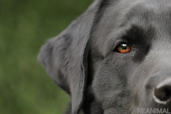 犬がなりやすい病気 外耳炎編 なりやすく繰り返しやすい耳の病気 動物のリアルを伝えるwebメディア Reanimal