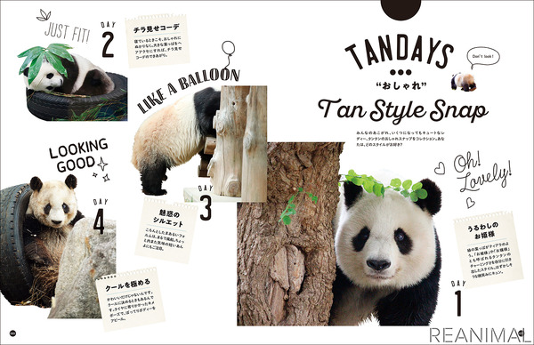 フェリシモ 写真集 神戸市立王子動物園のシャイなパンダ タンタン を刊行 8枚目の写真 画像 動物のリアルを伝えるwebメディア Reanimal