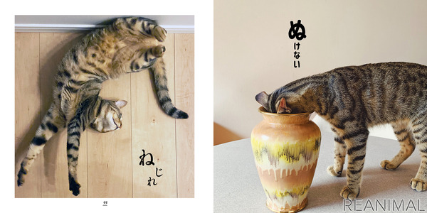 写真集 キジトラ猫だけ 刊行 東京ニュース通信社 5枚目の写真 画像 動物のリアルを伝えるwebメディア Reanimal