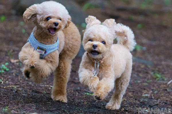 トリマーというお仕事 Vol 3 目指すは犬のバリアフリー化 動物との生活を当たり前に インタビュー 4枚目の写真 画像 動物 のリアルを伝えるwebメディア Reanimal