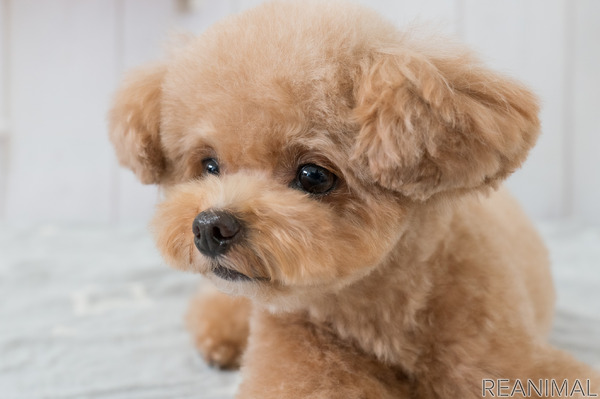 最も選択された 犬 フリー 写真 家のイラスト