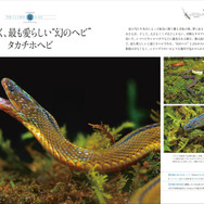 誠文堂新光社 日本の爬虫類 両生類 野外観察図鑑 を刊行 8月24日 2枚目の写真 画像 動物のリアルを伝えるwebメディア Reanimal
