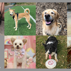 アクセサリーブランドgray 犬用アクセサリー着用モデルオーディションを開催 3月16日まで 動物のリアルを伝えるwebメディア Reanimal