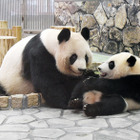 アドベンチャーワールド　パンダ　楓浜　ファミリー アドベンチャーワールド 公式 | . ＼ 本日(11/22)は楓浜の誕生日