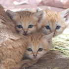 スナネコの赤ちゃん、一般公開スタート…那須どうぶつ王国 | 動物の