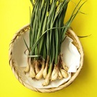 犬にあげてはいけない野菜 ネギ属はng 重篤な中毒症状を引き起こすことも 動物のリアルを伝えるwebメディア Reanimal