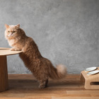 カリモク家具、猫用木製家具「KARIMOKU CAT TABLE」の予約注文を開始