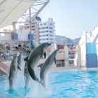 神戸市立須磨海浜水族園、イルカライブ「THE FINAL～つなぐ2021→2024