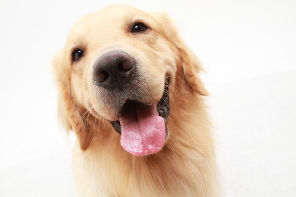 犬の避妊 去勢手術はどうすべきか Vol 2 関節疾患や悪性腫瘍のリスクも 獣医学論文による警告 動物のリアルを伝えるwebメディア Reanimal