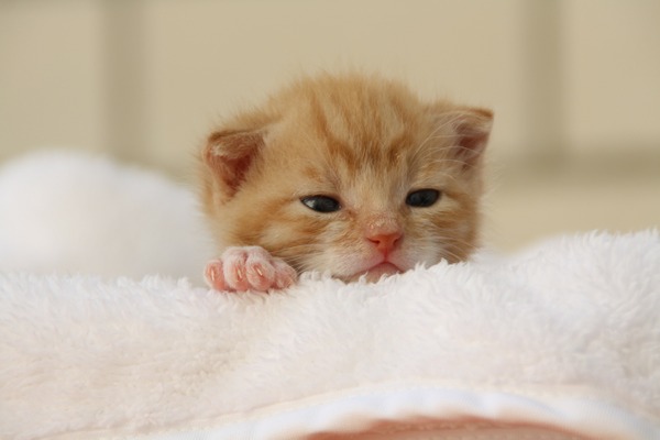 子猫を拾ったらどうすればいい するべきことと注意点 動物のリアルを伝えるwebメディア Reanimal