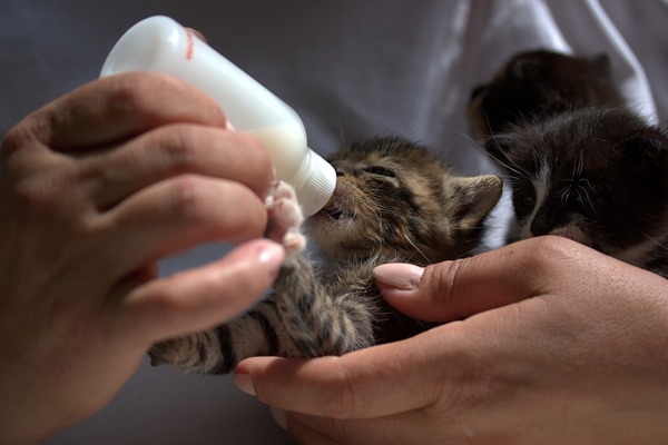 子猫を拾ったらどうすればいい するべきことと注意点 動物のリアルを伝えるwebメディア Reanimal