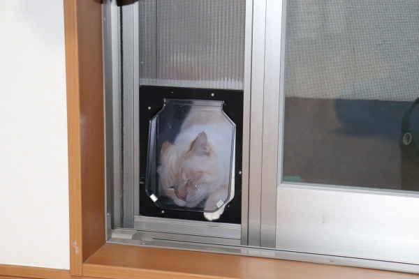 エアコンをつけていても出入り自由 網戸への猫ドア取り付け ねこdiy 動物のリアルを伝えるwebメディア Reanimal