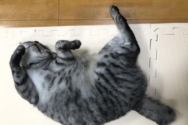 赤ちゃんと猫 Vol 15 こんなことになるとは 部屋にジョイントマットを敷いてみた 動物のリアルを伝えるwebメディア Reanimal