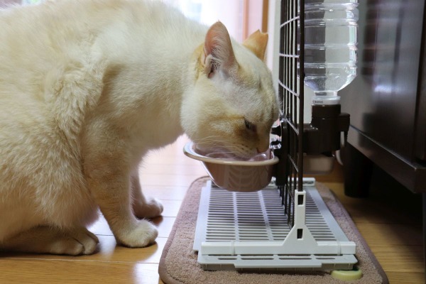 いつでも新鮮な水を 100円ショップのグッズで水飲み場づくり ねこdiy 動物のリアルを伝えるwebメディア Reanimal