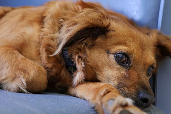 犬の 混合ワクチン は年に1回で大丈夫 Vol 2 副作用のリスクと安全な接種 動物のリアルを伝えるwebメディア Reanimal