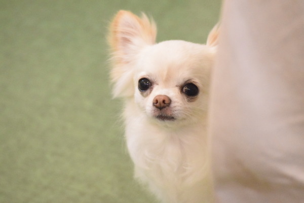 愛犬の健康と飼い主の癒しにも大切なトリミングと日々のケア 動物のリアルを伝えるwebメディア Reanimal