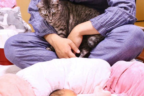 赤ちゃんと猫 Vol 2 猫のストレスが限界に 赤ちゃんに慣れるまでの14日間 動物のリアルを伝えるwebメディア Reanimal