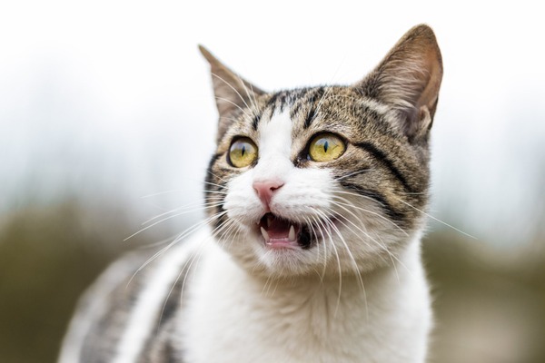 見過ごし注意 愛猫のヘルプサインを見極めよう 動物のリアルを伝えるwebメディア Reanimal