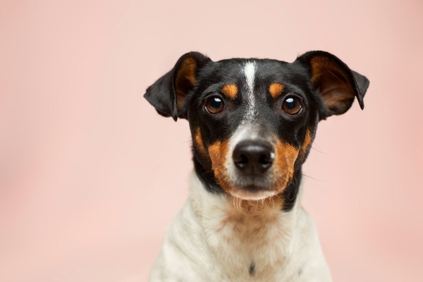 緊急事態 愛犬が吐いてしまう原因と対処の方法 動物のリアルを伝えるwebメディア Reanimal