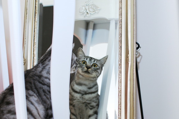 保護猫 あの日の約束 里親になる決意と猫との生活 動物のリアルを伝えるwebメディア Reanimal