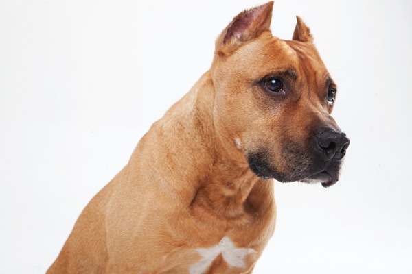 危険な犬種 は存在するか Vol 5 犬の場合は種類よりも血筋が重要 専門家に聞く 動物のリアルを伝えるwebメディア Reanimal