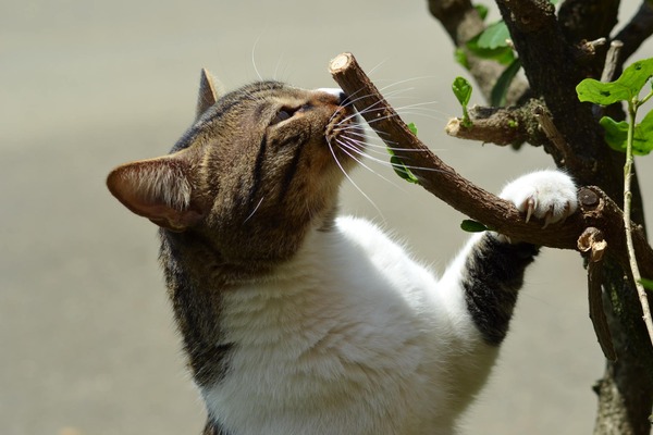 猫はみんな爪とぎをする 上手くお付き合いしていく方法とは 動物のリアルを伝えるwebメディア Reanimal