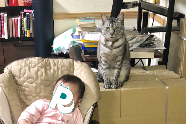 赤ちゃんと猫 Vol 8 空っぽの家にビックリ 猫 初めてのお引っ越し 動物のリアルを伝えるwebメディア Reanimal