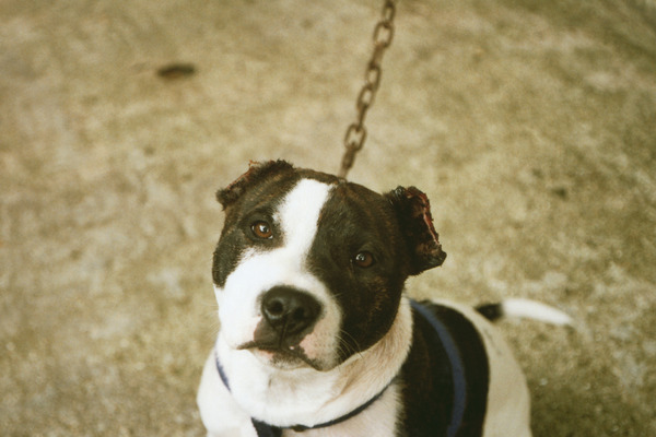 イギリスの動物愛護事情 Vol 5 犬の福祉向上に向けた署名活動 断耳された犬の輸入禁止 動物のリアルを伝えるwebメディア Reanimal