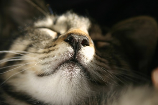 好きな香り 嫌いな香りは 猫の嗅覚のこと 動物のリアルを伝えるwebメディア Reanimal