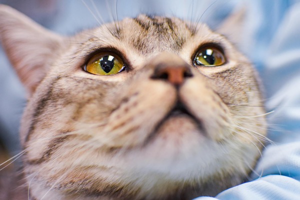 猫の世界はどんな色と音で溢れている 動物のリアルを伝えるwebメディア Reanimal