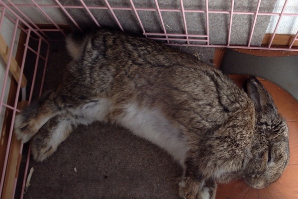 ズボラ女子とわがままウサギ Vol 4 食欲不振は緊急事態 ウサギの不調の見分け方 動物のリアルを伝えるwebメディア Reanimal