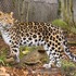 アムールヒョウ