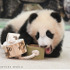 アドベンチャーワールド、ジャイアントパンダの赤ちゃん「楓浜」へ新しい遊具をプレゼント