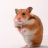 徳間書店「ネズミのおしえ　ネズミを学ぶと人間がわかる！」を刊行