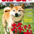 犬との旅のイロハを特集した、日本犬専門誌『Shi-Ba』最新号