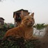『劇場版 岩合光昭の世界ネコ歩き　あるがままに、水と大地のネコ家族』（C）「劇場版 岩合光昭の世界ネコ歩き2」製作委員会 （C）Mitsuaki Iwago