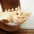 猫クリエイターが集結する合同写真展＆物販展「ねこ休み展」、冬の本祭を東京で開催